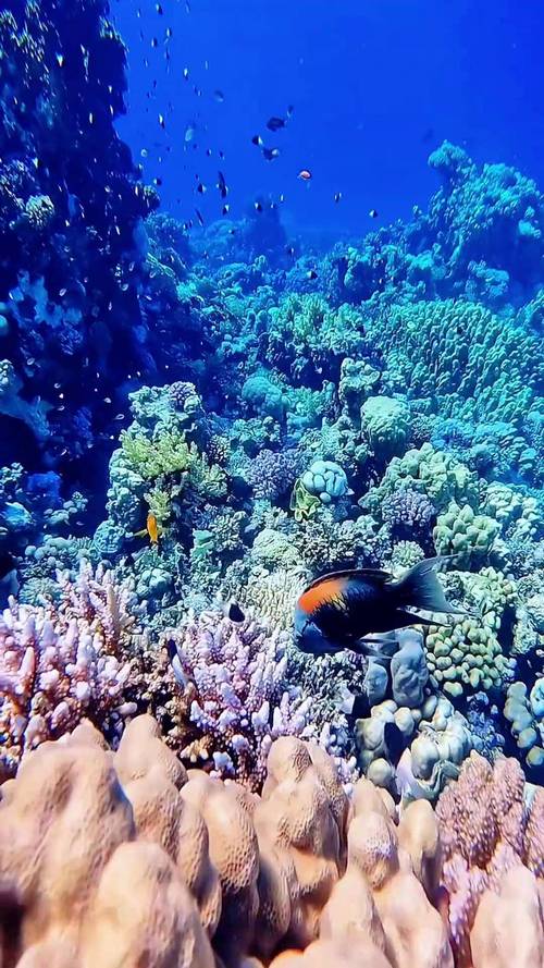 太平洋海底世界 最新探秘神秘的水下世界