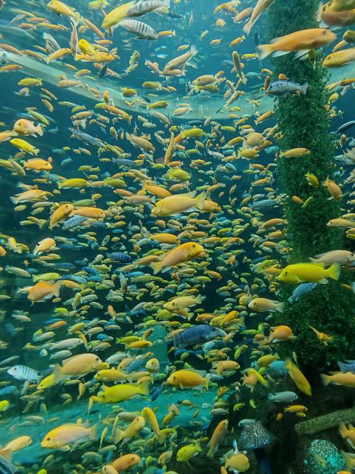 太平洋海底世界 最新探秘神秘的水下世界