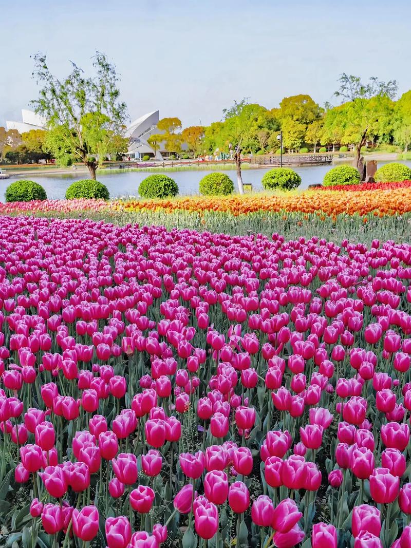 上海鲜花港即将开展郁金香花展(上海鲜花港即将开展郁金香花展览)