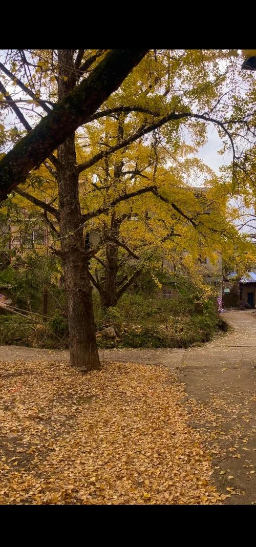 广西桂林银杏树旅游景点(桂林的银杏林在哪个地方)