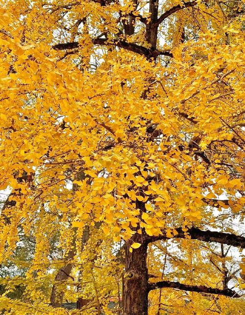 广西桂林银杏树旅游景点(桂林的银杏林在哪个地方)