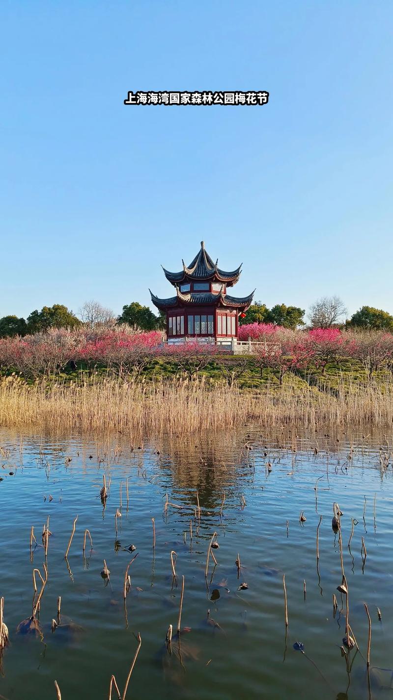 上海海湾国家森林公园-上海海湾国家森林公园梅花节
