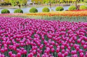 上海鲜花港即将开展郁金香花展（上海鲜花港即将开展郁金香花展览）