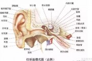 孩子注意力不集中 天赋发现托马迪斯疗法来帮忙