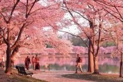 除了日本，无锡新航道带你赏赏美国樱花美景