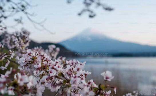 樱花